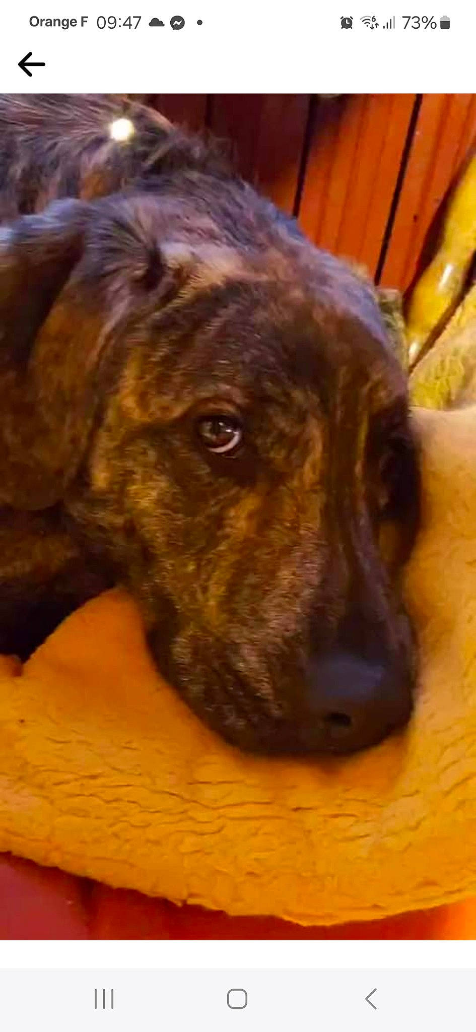 Pitou a rejoint le concours — aidez-le/la à gagner de superbes lots ! ancient_dog_breeds, canidae, carnivore, companion_dog, dog, dog_breed, ear, fawn, fur, guard_dog, liver, snout, sporting_group, terrestrial_animal, whiskers, wood, working_animal, working_dog