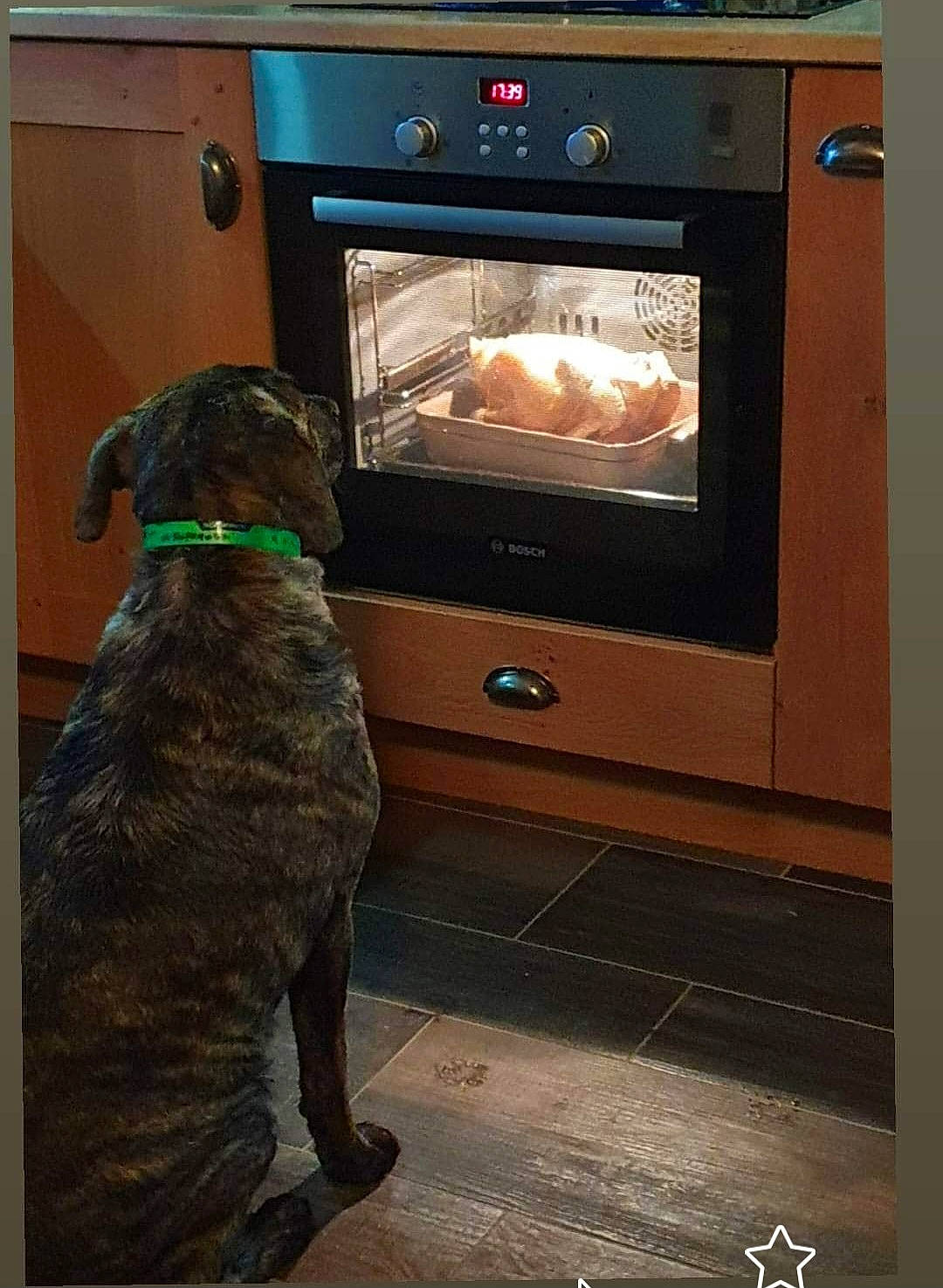Pitou a rejoint le concours — aidez-le/la à gagner de superbes lots ! brown, carnivore, companion_dog, display_device, dog, dog_breed, flooring, fur, gas, hardwood, home_appliance, kitchen_appliance, liver, machine, major_appliance, microwave_oven, multimedia, room, television_set, working_animal