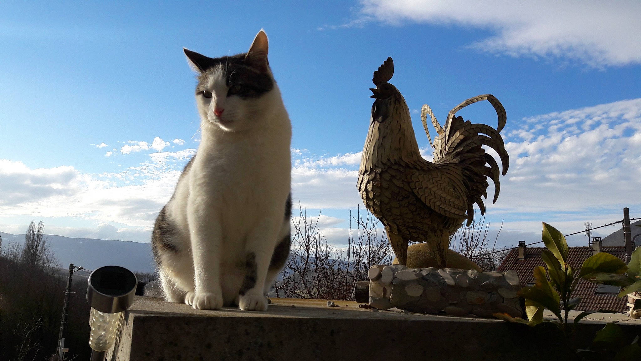 Nouga participe au concours pour gagner de l'argent avec cette photo : art, beak, bird, cat, chicken, cloud, comb, daytime, felidae, galliformes, livestock, monument, phasianidae, plant, rooster, sculpture, sky, statue, terrestrial_animal, whiskers