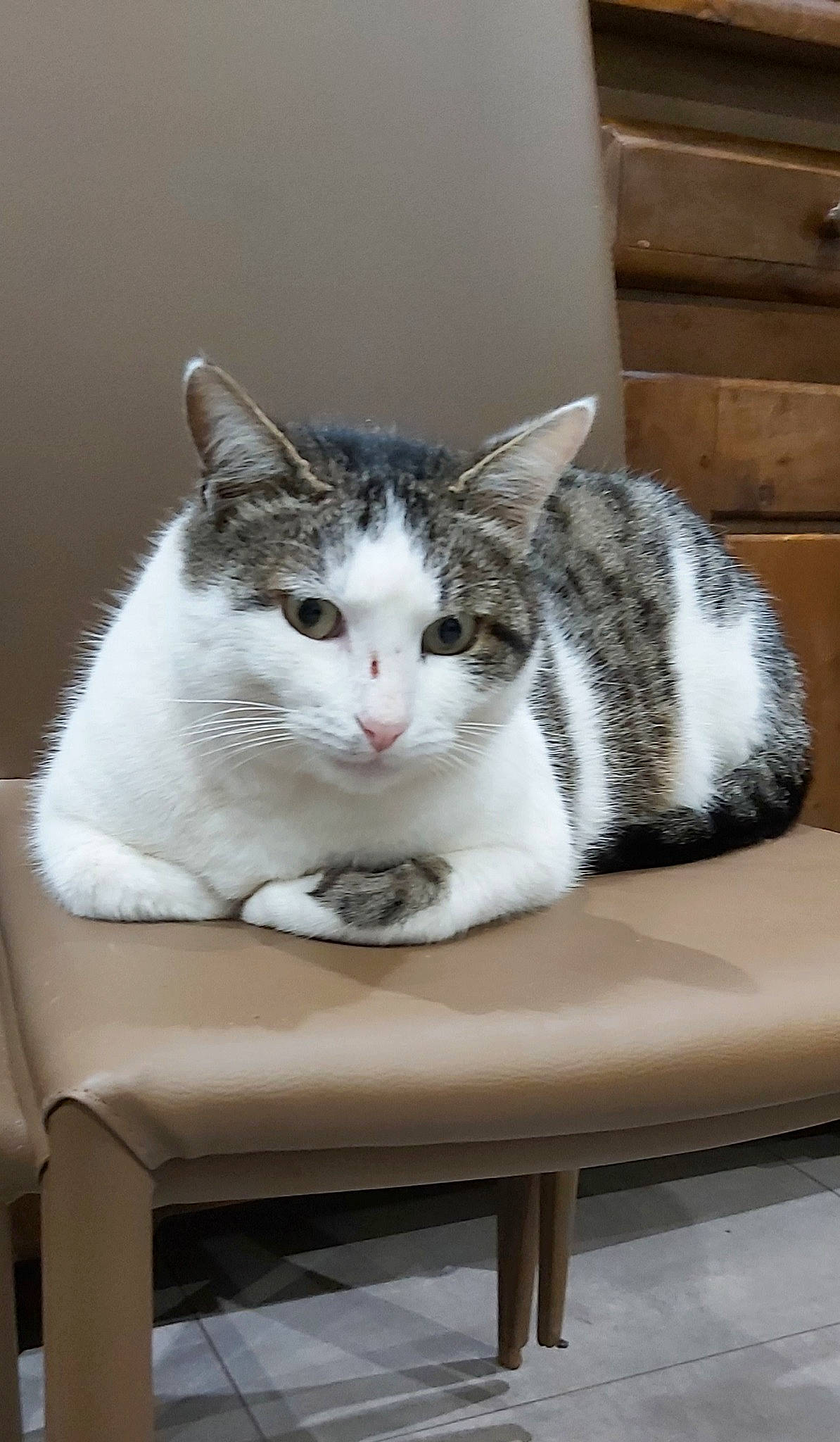 Nouga a rejoint le concours — aidez-le/la à gagner de superbes lots ! carnivore, cat, cat_furniture, cat_supply, comfort, domestic_short_haired_cat, felidae, fur, grey, paw, pet_supply, sitting, small_to_medium_sized_cats, tail, whiskers, window, wood