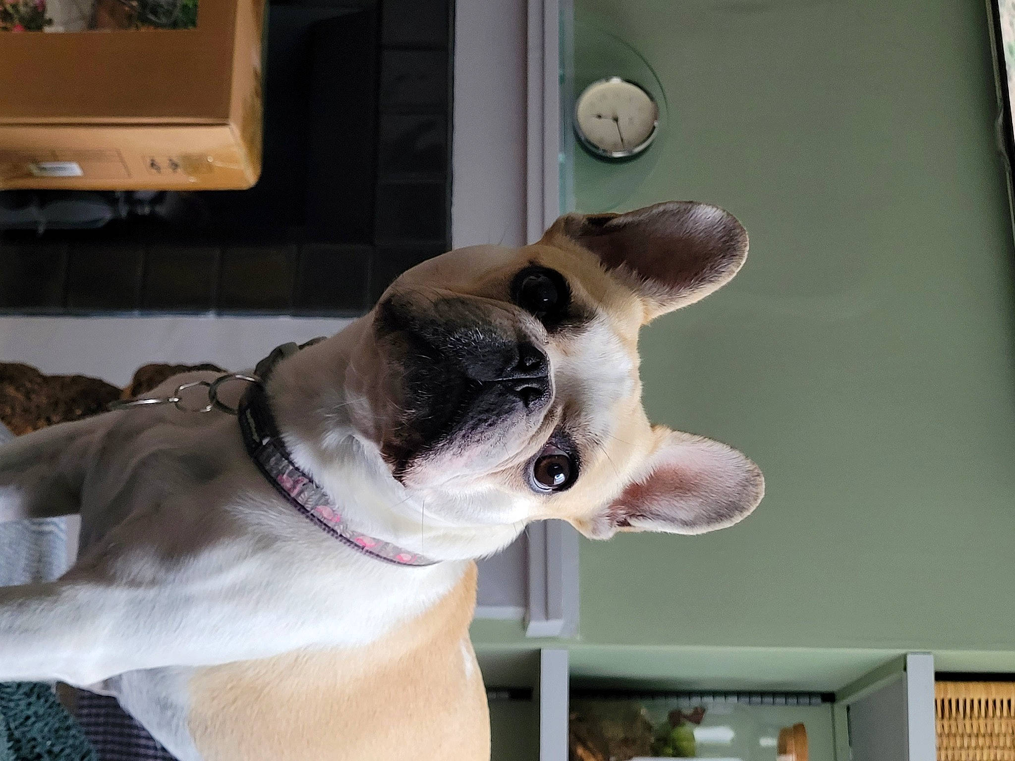 Nevaeh joined the competition — help win amazing prizes! canidae, carnivore, collar, companion_dog, dog, dog_breed, dog_collar, dog_supply, ear, fawn, fur, jaw, leash, pet_supply, snout, sporting_group, tail, whiskers, window, working_animal