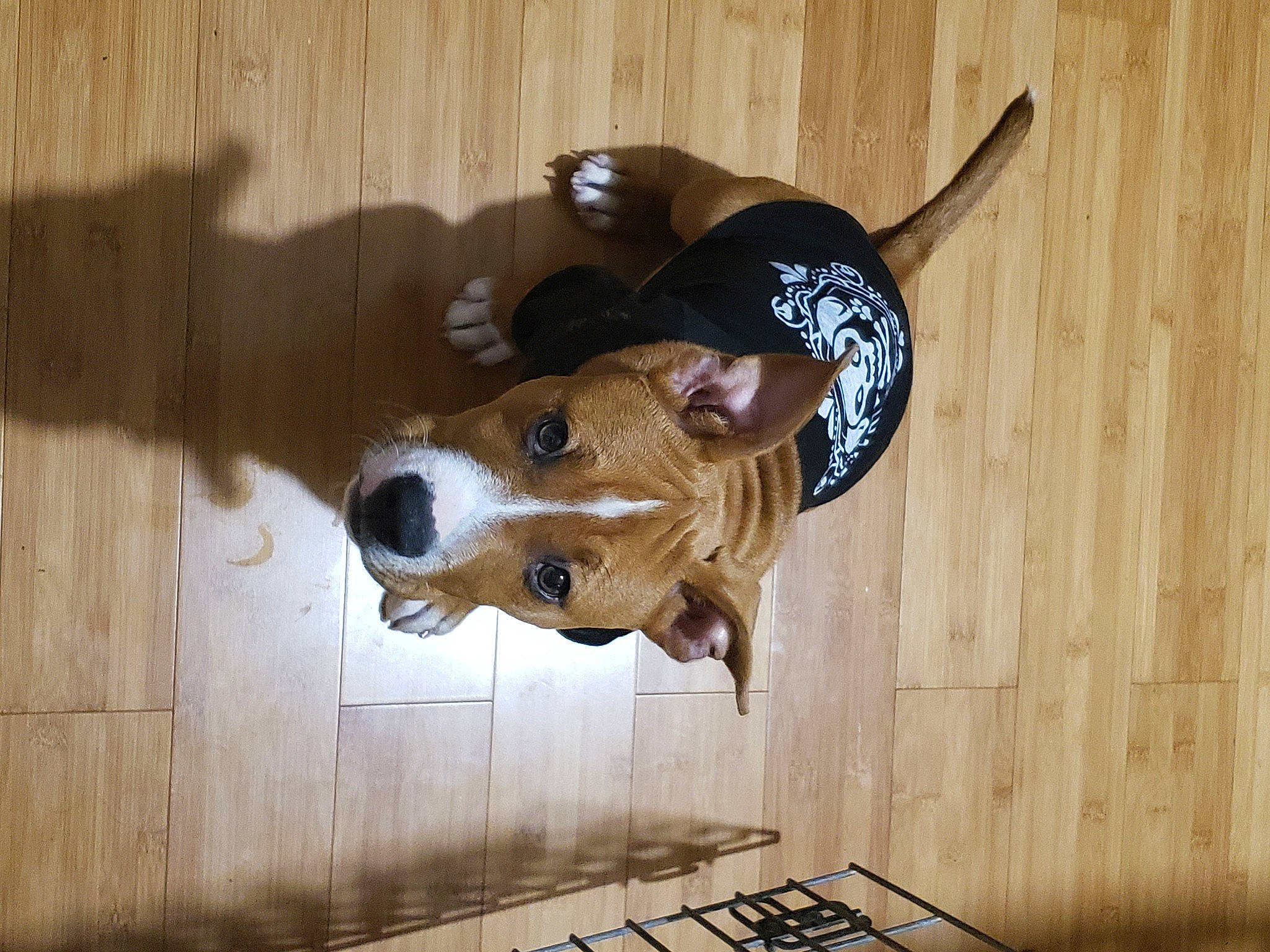 Jax joined the competition — help win amazing prizes! brown, canidae, carnivore, collar, companion_dog, dog, dog_breed, fawn, flooring, fur, hardwood, head, pet_supply, snout, sporting_group, tail, toy, wood, wood_stain, working_animal