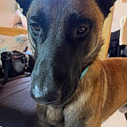 Texas participe au concours pour gagner de l'argent avec cette photo : dog, pet, close_up, indoor, ears, brown_fur, black_nose, collar, table, furniture, blurred_background, curious, canine, companion, household, floor, light, portrait, domestic, animal