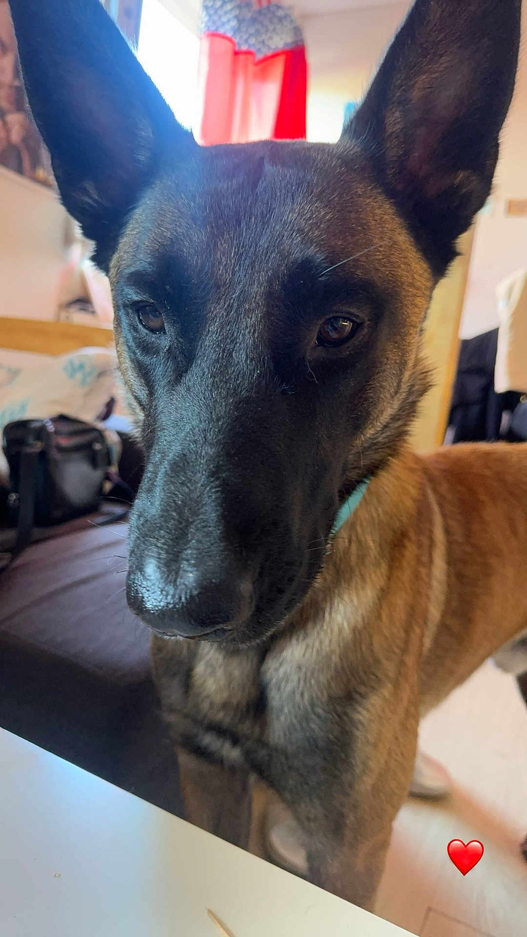 Texas participe au concours pour gagner de l'argent avec cette photo : dog, pet, close_up, indoor, ears, brown_fur, black_nose, collar, table, furniture, blurred_background, curious, canine, companion, household, floor, light, portrait, domestic, animal