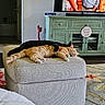 Tilly joined the competition — help win amazing prizes! cat, black_cat, orange_cat, sleeping, cuddle, ottoman, living_room, rug, cabinet, television, indoor, furniture, cozy, pet, paw, relaxation, home, cute, nap, animal