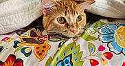 Tilly is registered to the contest to win money with this photo: cat, orange_tabby, pet, indoor, blanket, quilt, floral_pattern, colorful, cozy, curious, whiskers, ears, face, fur, cute, comfort, resting, domestic_animal, closeup, animal