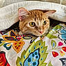 cat, orange_tabby, pet, indoor, blanket, quilt, floral_pattern, colorful, cozy, curious, whiskers, ears, face, fur, cute, comfort, resting, domestic_animal, closeup, animal