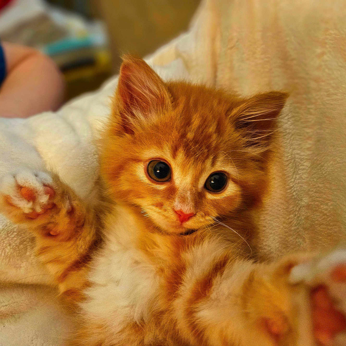 Tilly joined the competition — help win amazing prizes! kitten, cat, orange_cat, feline, pet, cute, paw, fur, whiskers, blanket, soft, cozy, indoor, closeup, playful, young, animal, sleepy, domestic_cat, adorable