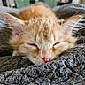 kitten, cat, sleeping, orange_fur, whiskers, cozy, blanket, close_up, pet, cute, feline, nap, soft, indoors, fur, animal, peaceful, relaxing, domestic_animal, adorable