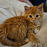 Tilly is registered to the contest to win money with this photo: kitten, orange_cat, fluffy, cute, pet, animal, feline, young, indoor, soft, blanket, resting, paw, fur, whiskers, eyes, small, adorable, domestic_cat, relaxing