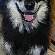 Cleo is registered to the contest to win money with this photo: dog, black_and_white, fluffy, smiling, tongue_out, pet, indoor, blanket, cozy, wooden_wall, sitting, happy, fur, animal, canine, close_up, face, ears, nose, tongue