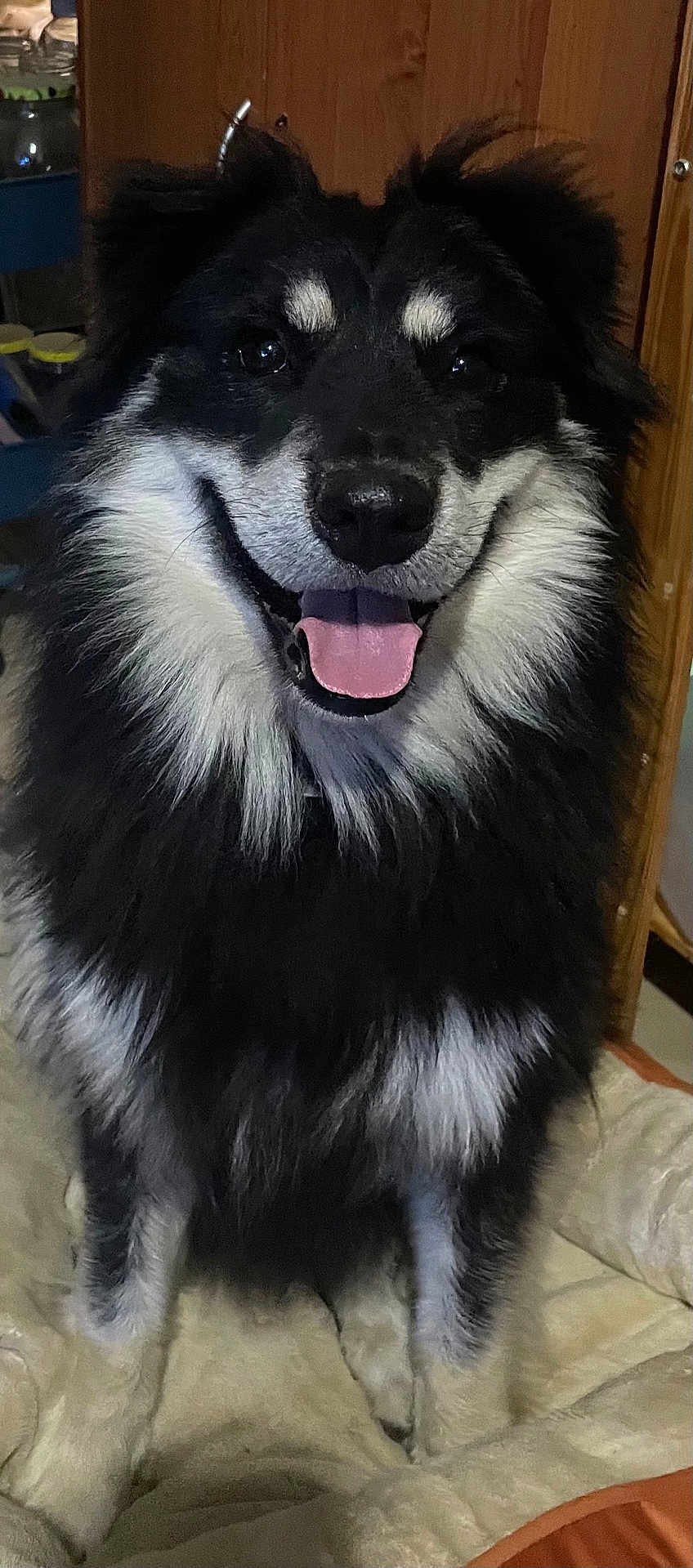 Cleo is registered to the contest to win money with this photo: dog, black_and_white, fluffy, smiling, tongue_out, pet, indoor, blanket, cozy, wooden_wall, sitting, happy, fur, animal, canine, close_up, face, ears, nose, tongue