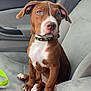 Kaynah is registered to the contest to win money with this photo: puppy, dog, brown, white, car_interior, car_seat, collar, studs, cup, straw, window, pet, canine, looking_away, young_dog, sitting, seatbelt, center_console, closeup, domestic_animal