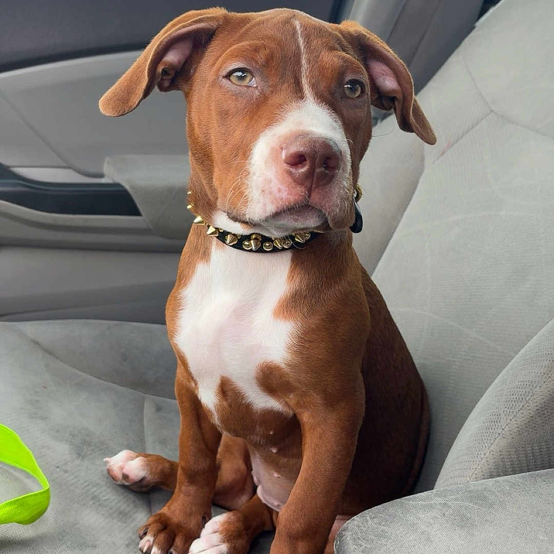 Kaynah is registered to the contest to win money with this photo: brown, canine, car_interior, car_seat, center_console, closeup, collar, cup, dog, domestic_animal, looking_away, pet, puppy, seatbelt, sitting, straw, studs, white, window, young_dog