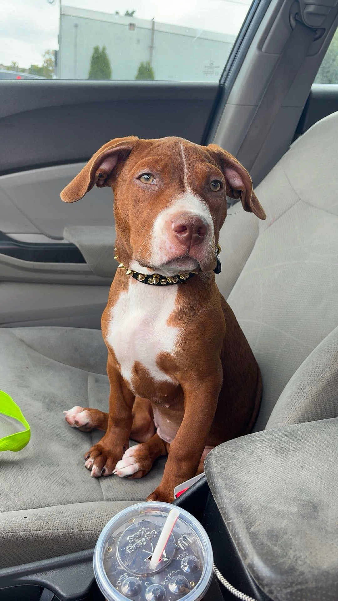 Kaynah is registered to the contest to win money with this photo: puppy, dog, brown, white, car_interior, car_seat, collar, studs, cup, straw, window, pet, canine, looking_away, young_dog, sitting, seatbelt, center_console, closeup, domestic_animal