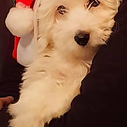 Niki participe au concours pour gagner de l'argent avec cette photo : dog, white_dog, santa_hat, holiday, festive, fluffy, pet, animal, cute, fur, portrait, christmas, soft, cozy, closeup, indoors, adorable, holiday_hat, canine, companion