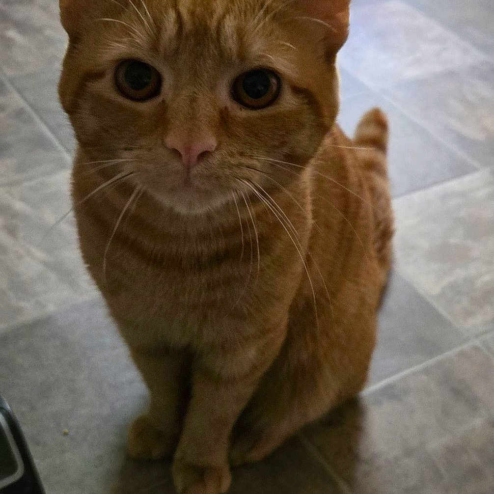 Nolan