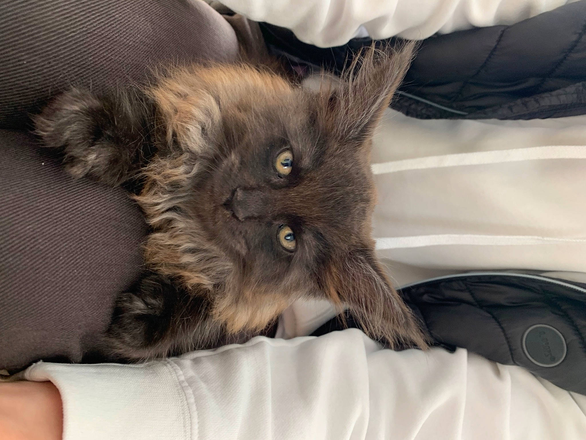 Twix participe au concours pour gagner de l'argent avec cette photo : bed, black_cat, carnivore, cat, cat_bed, cat_supply, claw, comfort, dog_breed, domestic_short_haired_cat, felidae, fur, grey, korat, liver, paw, small_to_medium_sized_cats, whiskers