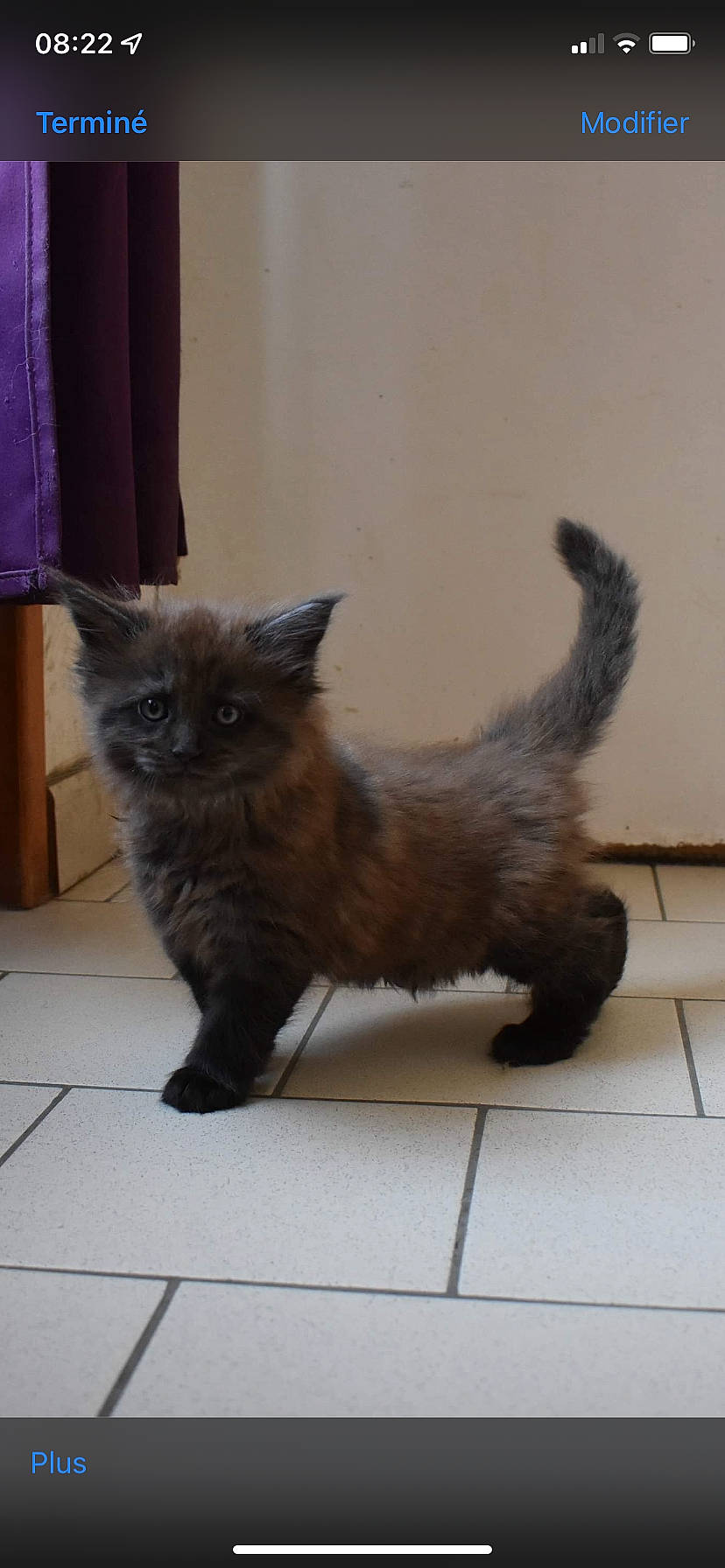 Twix a rejoint le concours — aidez-le/la à gagner de superbes lots ! black_cat, canidae, carnivore, cat, claw, companion_dog, dog_breed, fawn, felidae, flooring, fur, grey, liver, mammal, paw, small_to_medium_sized_cats, tail, terrestrial_animal, vertebrate, whiskers