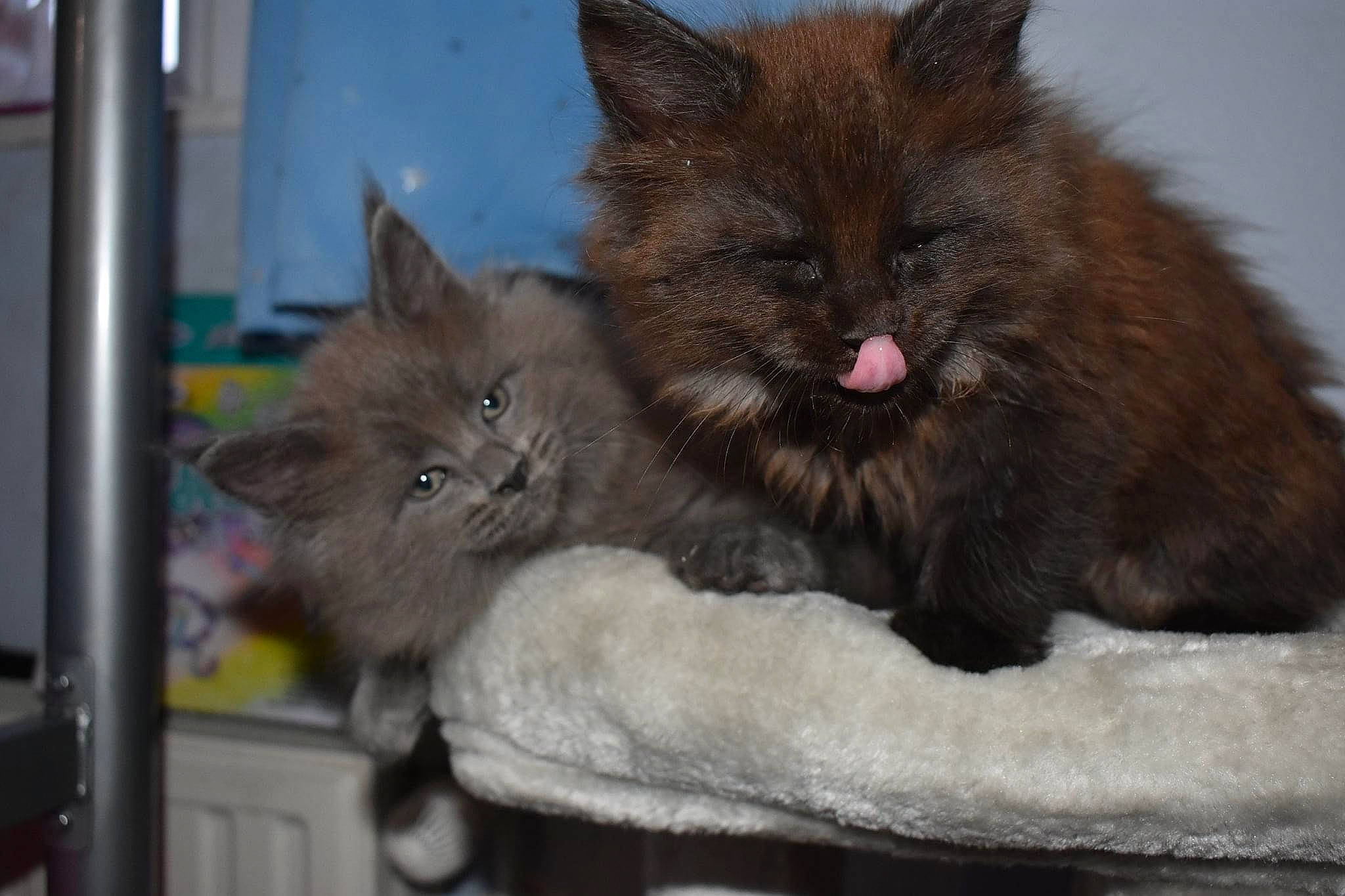 Twix participe au concours pour gagner de l'argent avec cette photo : box, british_longhair, carnivore, cat, cat_supply, chartreux, claw, comfort, domestic_short_haired_cat, fawn, felidae, fur, grey, paw, small_to_medium_sized_cats, snout, tail, terrestrial_animal, whiskers