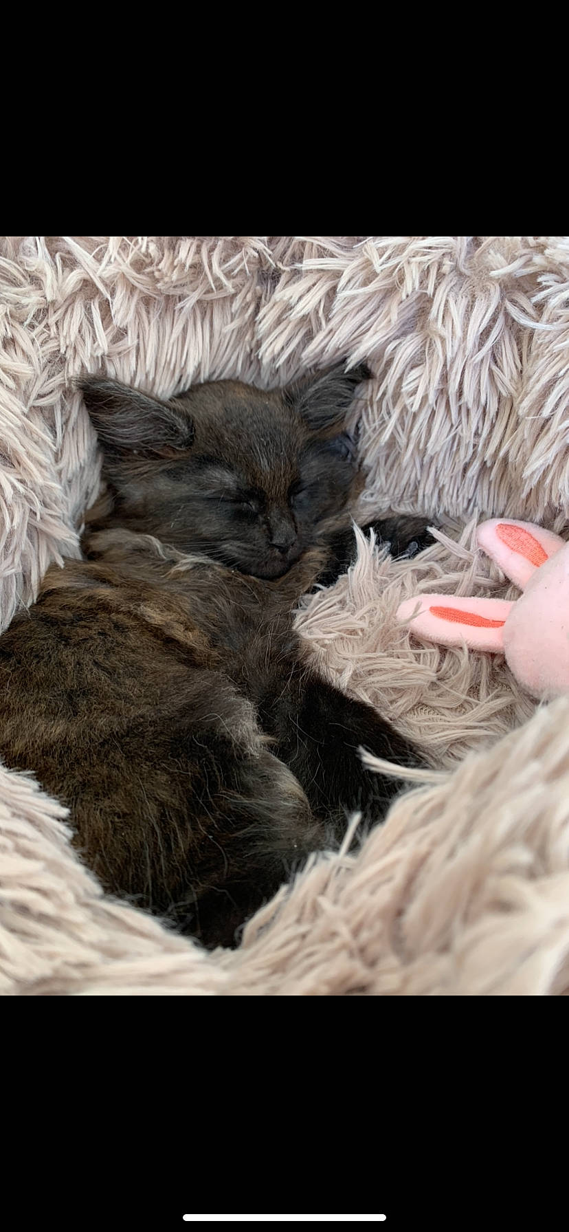 Twix a rejoint le concours — aidez-le/la à gagner de superbes lots ! carnivore, cat, claw, comfort, dog_breed, domestic_short_haired_cat, fawn, felidae, fur, grey, mammal, nap, paw, small_to_medium_sized_cats, snout, tail, terrestrial_animal, toy, vertebrate, whiskers