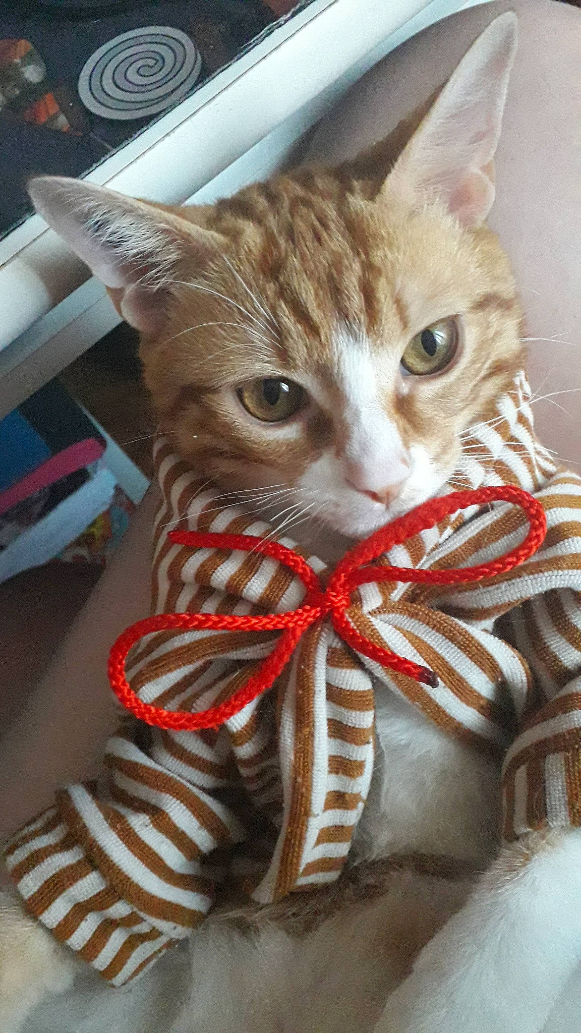 Hikari a rejoint le concours — aidez-le/la à gagner de superbes lots ! american_shorthair, asian, carnivore, cat, domestic_short_haired_cat, fawn, felidae, kitten, small_to_medium_sized_cats, tabby_cat, tail, whiskers