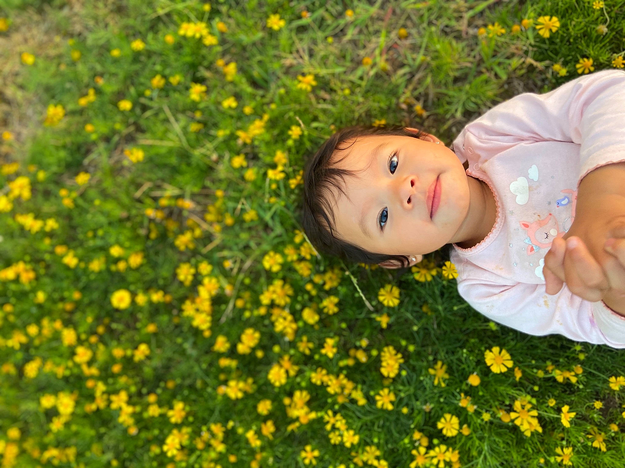 Maddie joined the competition — help win amazing prizes! annual_plant, botany, child, daisy, daisy_family, dandelion, flower, grass, happy, leisure, meadow, people_in_nature, person, plant, pollen, smile, spring, toddler, wildflower, yellow