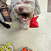 Brownie joined the competition — help win amazing prizes! dog, puppy, white_dog, fluffy, small_dog, yawning, open_mouth, closed_eyes, red_bow, heart_pattern, plaid_harness, pet, leash, indoor, tile_floor, portrait, cute, funny, human_legs, colorful_clothing
