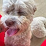 Brownie joined the competition — help win amazing prizes! dog, puppy, fluffy, cream_colored, curly_fur, tongue_out, happy, playful, close_up, portrait, pet, animal, white, red_clothing, plush_toy, indoor, carpet, sitting, adorable, photography