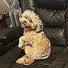 Brownie is registered to the contest to win money with this photo: dog, small_dog, fluffy, curly_fur, cream_colored, sitting, upright_pose, paws, tongue, open_mouth, leather_chair, black_chair, indoor, furniture, portrait, pet, companion_animal, adorable, funny_pose, photography