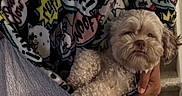 Brownie is registered to the contest to win money with this photo: dog, puppy, fluffy, curly_fur, cream_colored, brown_eyes, portrait, cuddling, held, indoor, blanket, cartoon, superhero, bed, cozy, pet, animal, closeup, face, photography