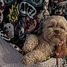 dog, puppy, fluffy, curly_fur, cream_colored, brown_eyes, portrait, cuddling, held, indoor, blanket, cartoon, superhero, bed, cozy, pet, animal, closeup, face, photography