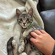 Ivy Wren joined the competition — help win amazing prizes! animal, blanket, cat, collar, cozy, cute, domestic, fur, hand, indoor, kitten, paw, pet, playful, relaxed, resting, soft, tabby, whiskers, young