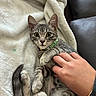 animal, blanket, cat, collar, cozy, cute, domestic, fur, hand, indoor, kitten, paw, pet, playful, relaxed, resting, soft, tabby, whiskers, young