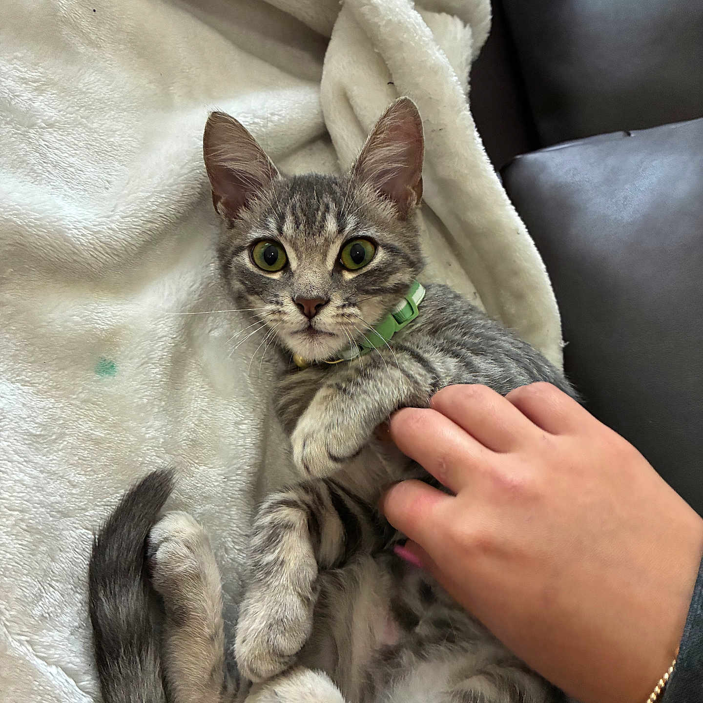 Ivy Wren joined the competition — help win amazing prizes! animal, blanket, cat, collar, cozy, cute, domestic, fur, hand, indoor, kitten, paw, pet, playful, relaxed, resting, soft, tabby, whiskers, young