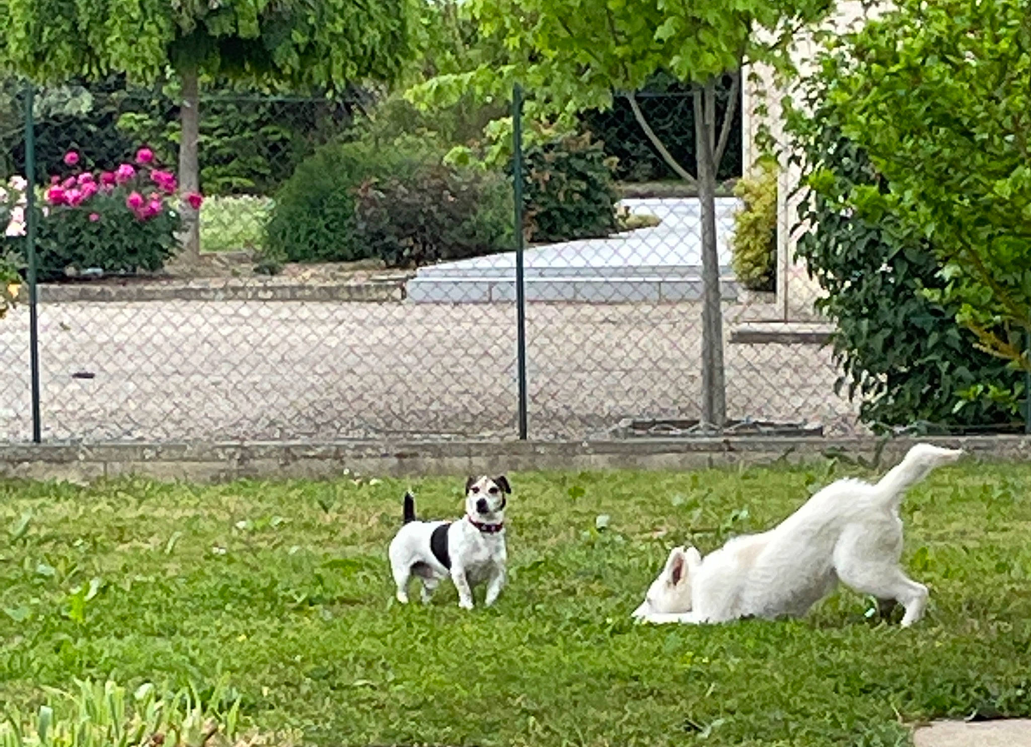 Tess participe au concours pour gagner de l'argent avec cette photo : companion_dog, dog_breed, fence, garden, goats, grass, grassland, groundcover, landscape, lawn, livestock, pasture, plant, shrub, snout, sporting_group, tail, terrestrial_animal, tree, wire_fencing