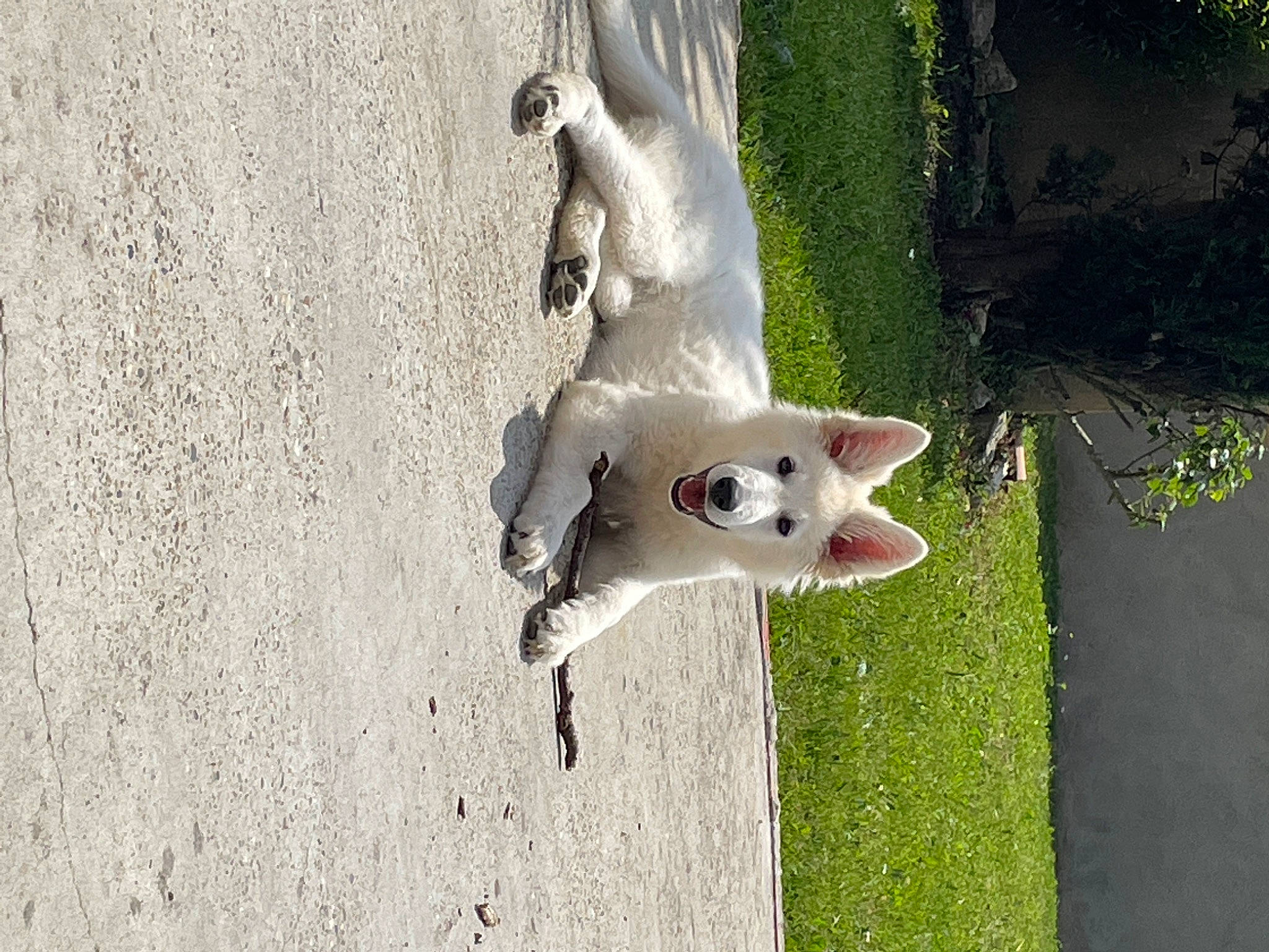 Tess a rejoint le concours — aidez-le/la à gagner de superbes lots ! canidae, carnivore, companion_dog, concrete, dog_breed, fawn, felidae, grass, non_sporting_group, plant, shadow, small_to_medium_sized_cats, snout, sporting_group, tail, tree, trunk, water, wildlife, wood