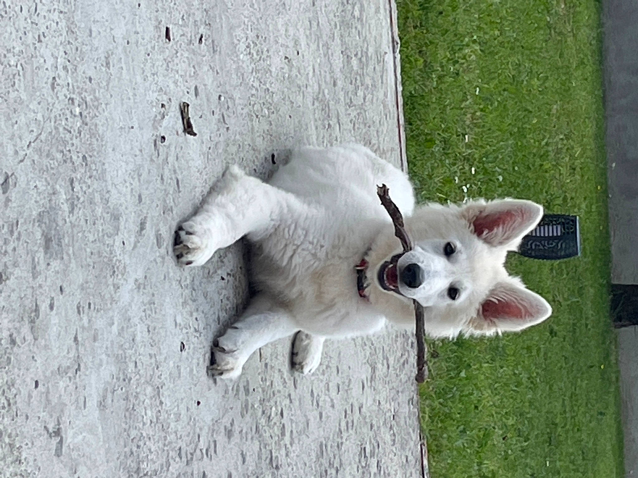 Tess participe au concours pour gagner de l'argent avec cette photo : canidae, carnivore, companion_dog, concrete, dog, dog_breed, fawn, fur, grass, mammal, non_sporting_group, plant, snout, sporting_group, tail, terrestrial_animal, tree, trunk, wildlife, working_animal