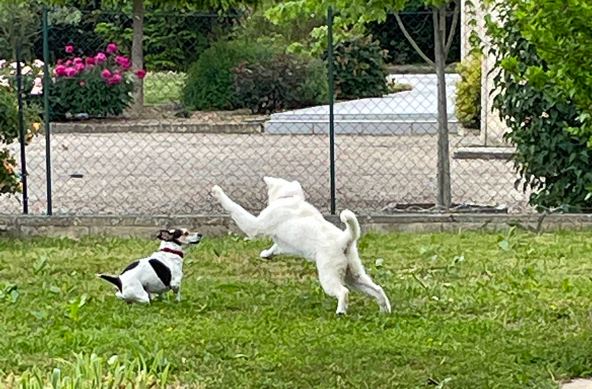 Tess a rejoint le concours — aidez-le/la à gagner de superbes lots ! canidae, carnivore, companion_dog, dog, dog_breed, fence, flower, garden, grass, lawn, non_sporting_group, pasture, plant, sporting_group, tail, tree, working_dog, yard