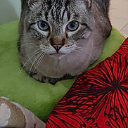 Pep'S a rejoint le concours — aidez-le/la à gagner de superbes lots ! cat, blue_eyes, indoor, cushion, red_fabric, patterned_fabric, plush_toy, close_up, pet, feline, whiskers, ears, fur, looking, sitting, domestic_animal, soft_texture, background_blur, floor, doorway