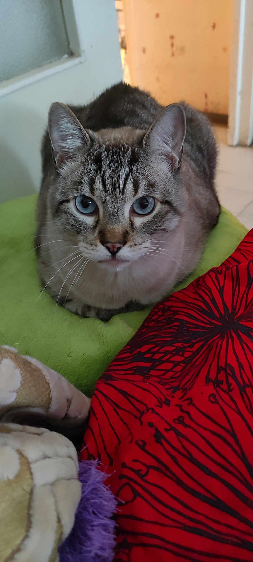 Pep'S a rejoint le concours — aidez-le/la à gagner de superbes lots ! cat, blue_eyes, indoor, cushion, red_fabric, patterned_fabric, plush_toy, close_up, pet, feline, whiskers, ears, fur, looking, sitting, domestic_animal, soft_texture, background_blur, floor, doorway