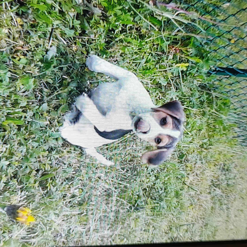 Daisy participe au concours pour gagner de l'argent avec cette photo :