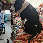 Arkos participe au concours pour gagner de l'argent avec cette photo : animal, black_and_white, colorful, curious, curtains, dog, floor, floral_pattern, furniture, home, indoor, looking_back, natural_light, pet, potted_plant, quilted_couch, seated, tail, window, wooden_table