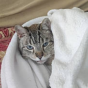 Pes'P participe au concours pour gagner de l'argent avec cette photo : animal, blanket, blue_eyes, cat, closeup, comfort, cozy, cute, feline, fur, indoor, patterned_fabric, pet, portrait, relaxed, resting, snuggled, soft, warm, white_blanket