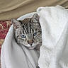 cat, blue_eyes, blanket, cozy, indoor, fur, resting, snuggled, white_blanket, patterned_fabric, pet, animal, cute, comfort, relaxed, feline, closeup, warm, soft, portrait