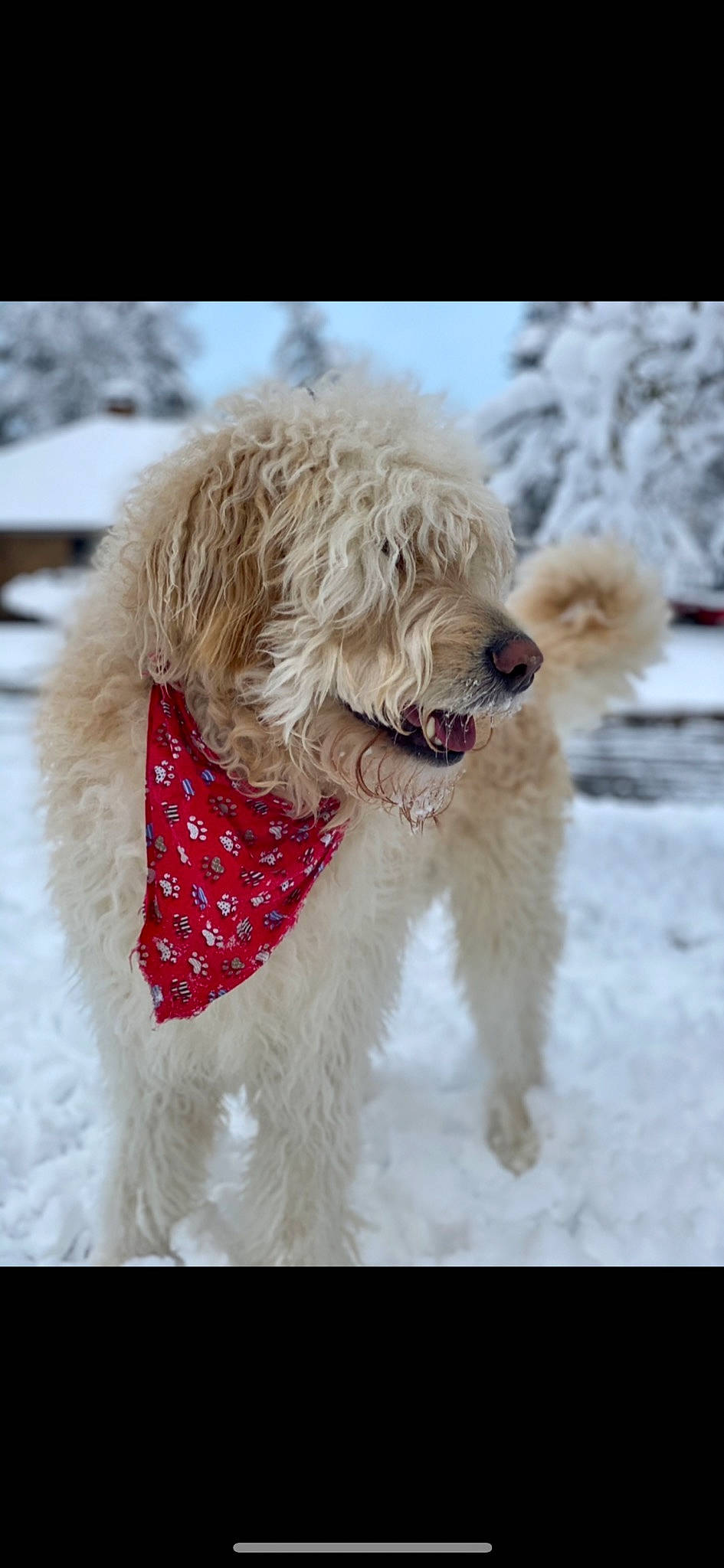 Thor is registered to the contest to win money with this photo: carnivore, collar, companion_dog, dog, dog_breed, dog_collar, dog_supply, fur, goldendoodle, pet_supply, poodle, small_terrier, snout, snow, sporting_group, terrier, toy_dog, water_dog, winter, working_animal