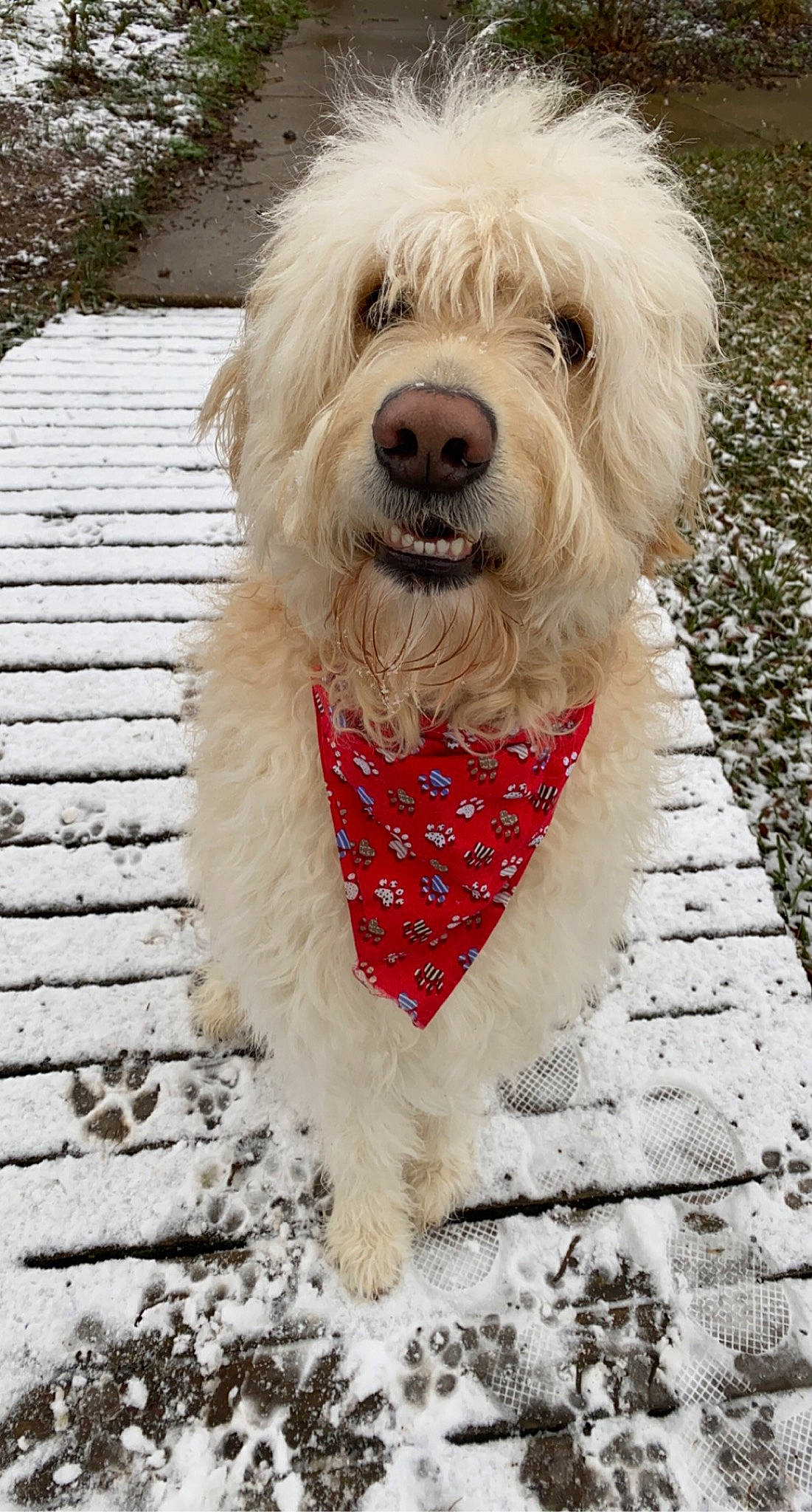 Thor joined the competition — help win amazing prizes! canidae, carnivore, collar, companion_dog, dog, dog_breed, dog_clothes, dog_collar, dog_supply, fur, leash, maltepoo, pet_supply, poodle_crossbreed, small_terrier, snout, sporting_group, terrier, toy_dog, working_animal