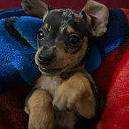 Toot is registered to the contest to win money with this photo: adorable, animal, blanket, colorful, cozy, cute, dog, ears, expression, fur, indoor, looking, paws, pet, playful, puppy, resting, small, snout, young