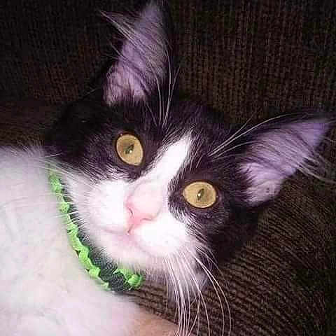 Miss Tazzi
