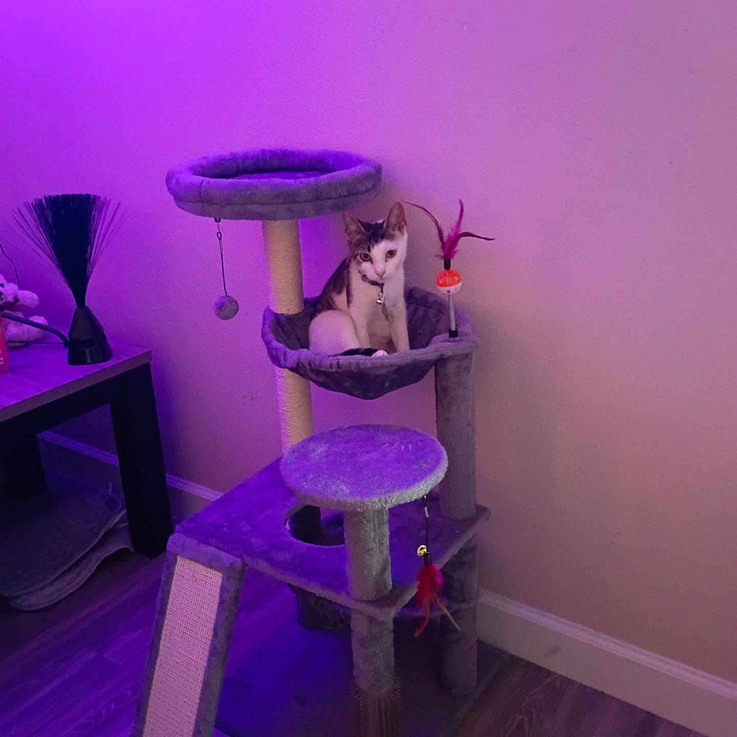 Rhiannon joined the competition — help win amazing prizes! alert, animal, cat, cat_tree, collar, cozy, decoration, floor, furniture, home, indoor, pet, playful, purple_lighting, resting, scratching_post, table, toy, wall, wood_floor
